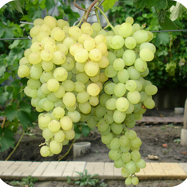Виноград плодовый Восторг фото 2 